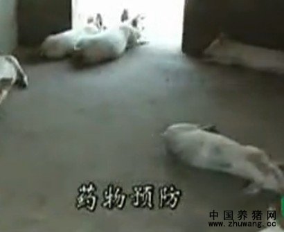 养猪场科学管理3 预防猪病的主要措施