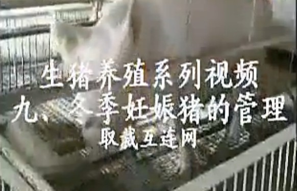 生猪养殖：冬季妊娠母猪的饲养管理