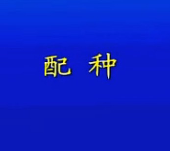 查情、配种--科学养猪技术之三