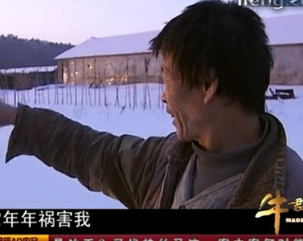 杂交配出黄金种（4）