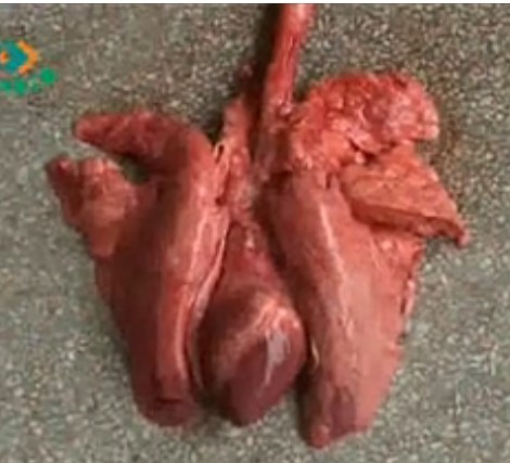 猪病防治技术A