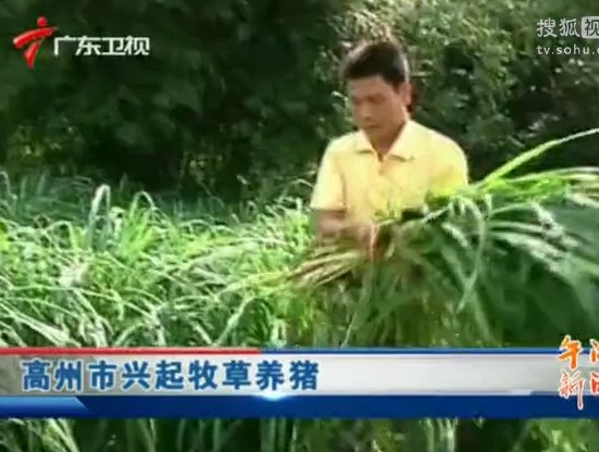 高州市兴起牧草养猪