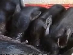 猪场僵猪脱僵方法